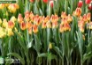 Tulipa Blushing Flight ® (2)